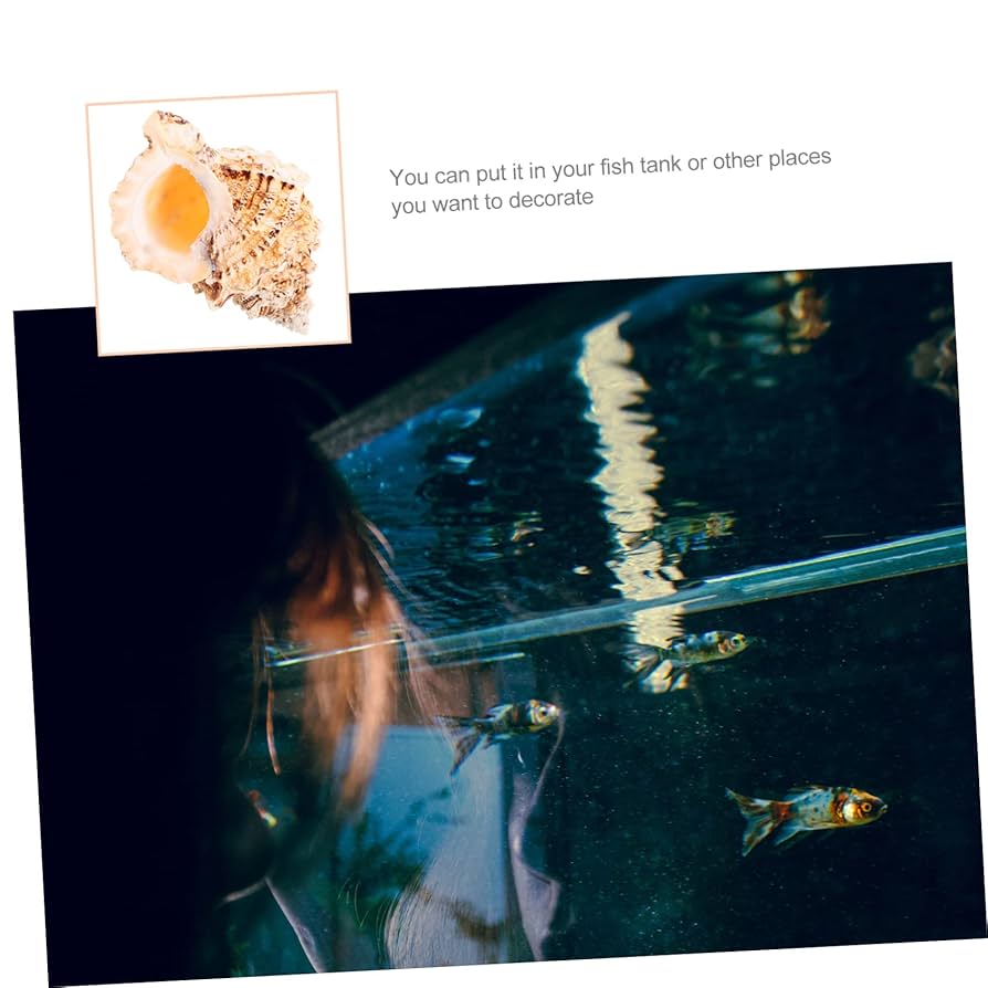 Amazon.co.jp: 法螺貝 貝殻 法螺貝 工芸品 水族館 貝殻 大 海